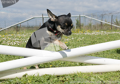 Image of jumping chihuahua