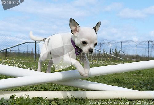 Image of jumping chihuahua