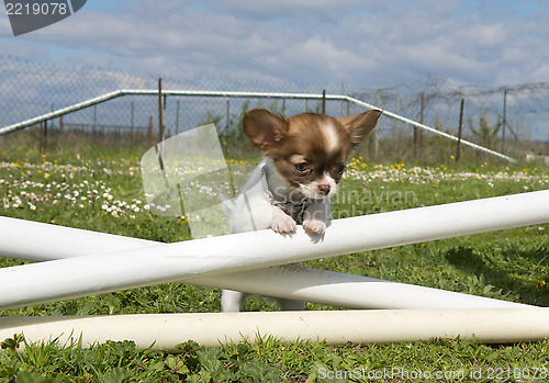 Image of jumping puppy 