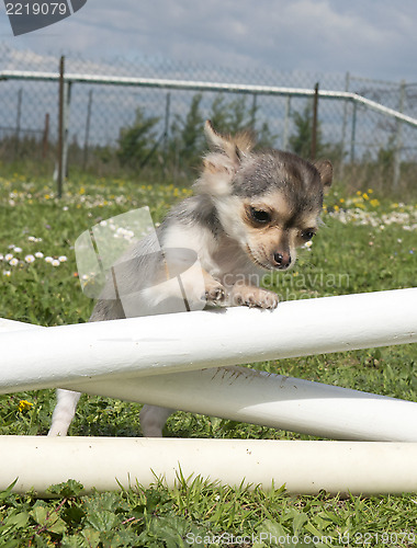 Image of jumping chihuahua