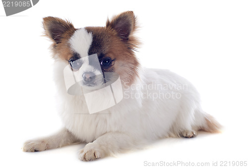 Image of puppy chihuahua