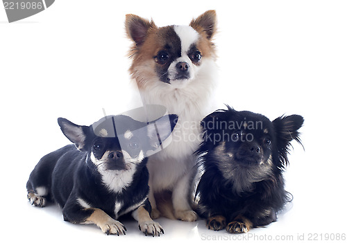 Image of three chihuahua