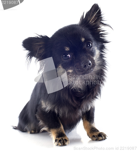 Image of puppy chihuahua