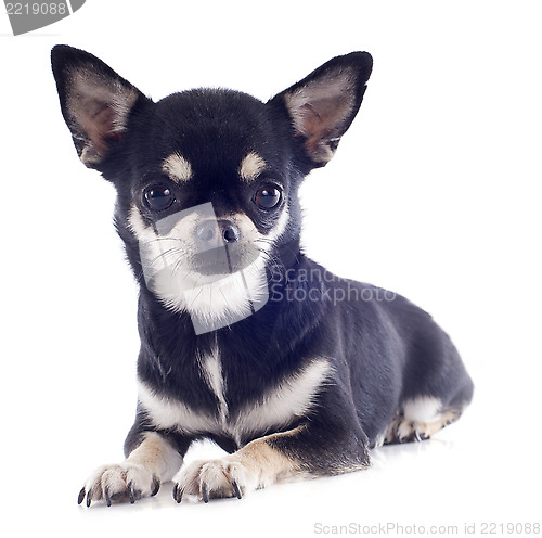 Image of short hair chihuahua