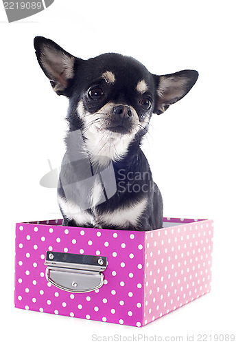 Image of chihuahua in box