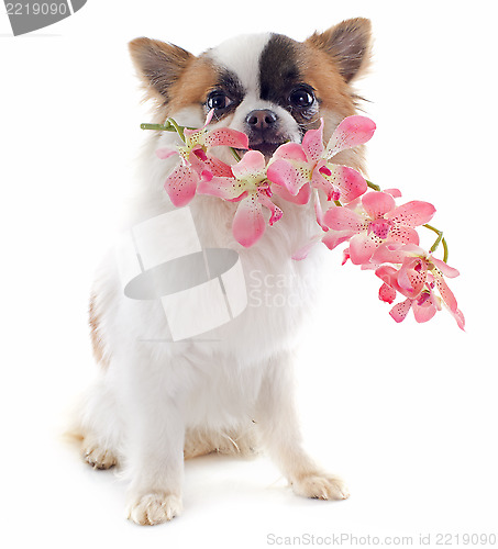 Image of puppy chihuahua and flower