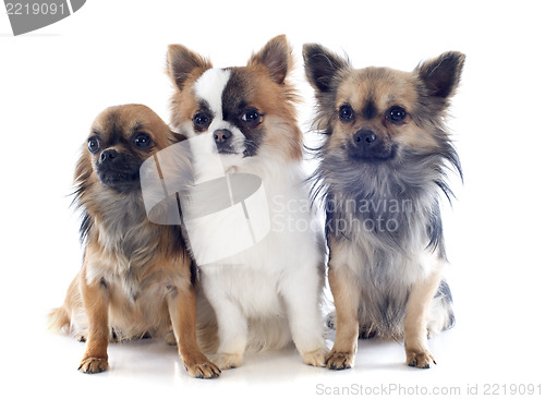 Image of three chihuahuas