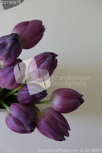 Image of Bouquet of purple tulips