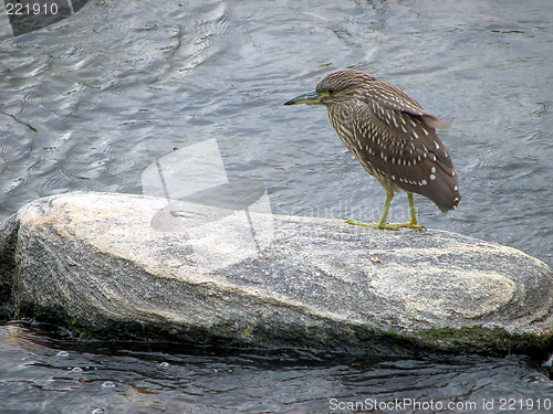 Image of Cute baby bird: Yellow-crowned Night-Heron