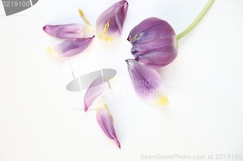 Image of Single purple tulip with petals
