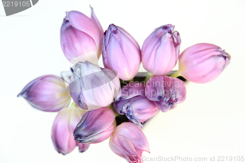 Image of Bouquet of fresh spring tulips