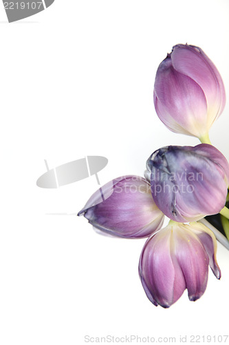 Image of Four beautiful purple tulips