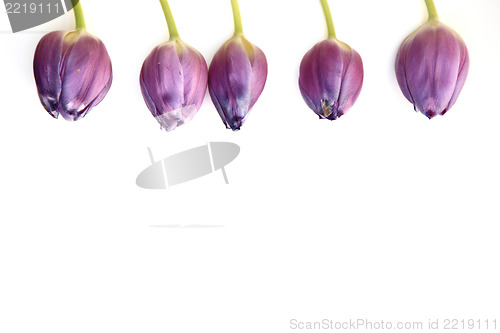 Image of Border of purple tulips