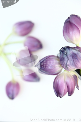 Image of Fresh bunch of purple tulips