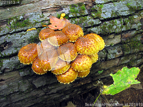 Image of Orange mushrooms on a tree trunk