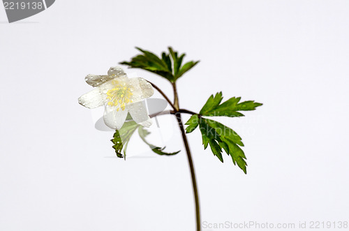 Image of Water drops on wood anemone