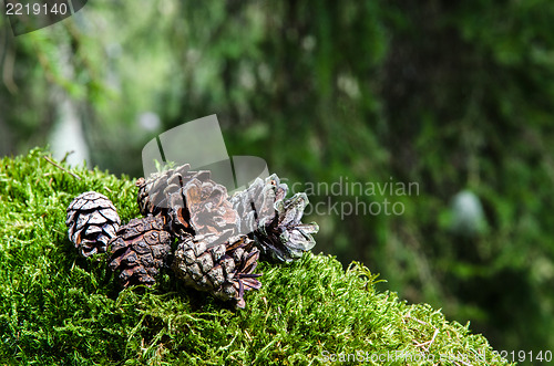 Image of Pine cones in nature