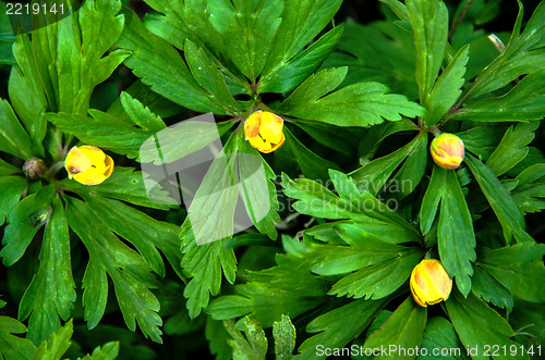 Image of Yellow flower buds