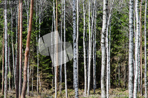 Image of Tree trunks pattern