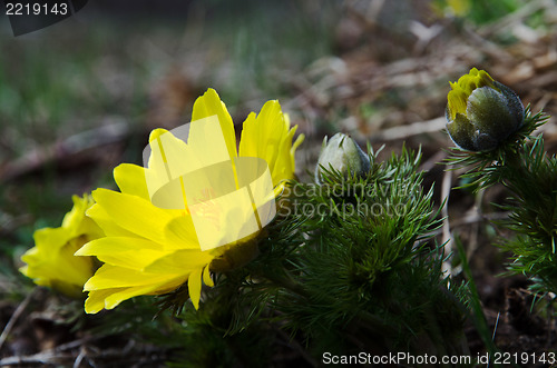 Image of Bright yellow flower