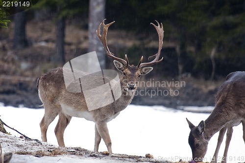 Image of fallow deer