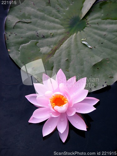 Image of Delicate lotus blossom in dark water