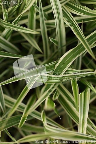 Image of Ornamental variegated leaves