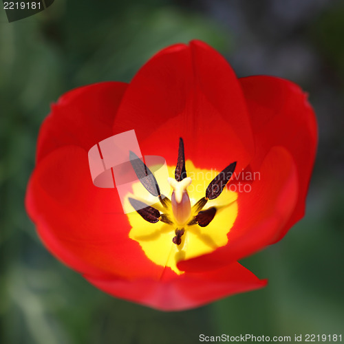Image of Inside of a beautiful red tulip