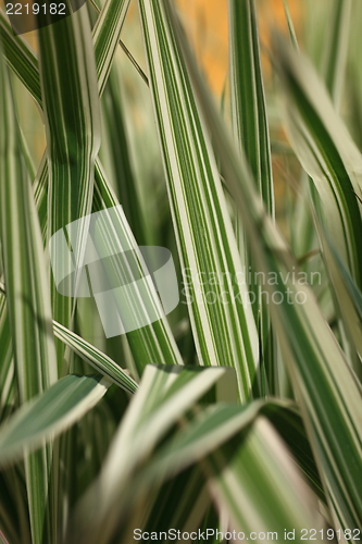 Image of Ornamental white and green leaves