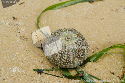 Image of Sea urchin