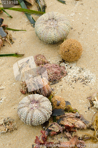 Image of Flotsam still life