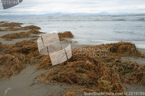 Image of Decomposing seaweed