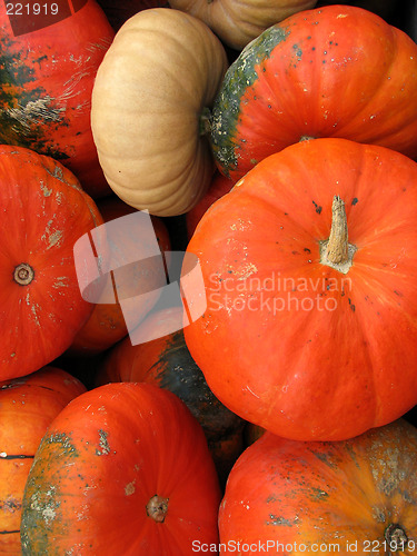 Image of Pumpkins: autumn colors