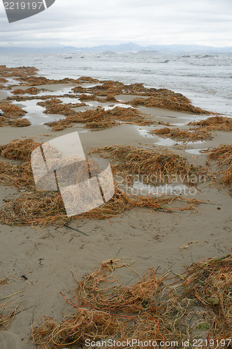 Image of Rotting seaweed