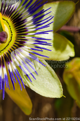 Image of Passionflower closeup