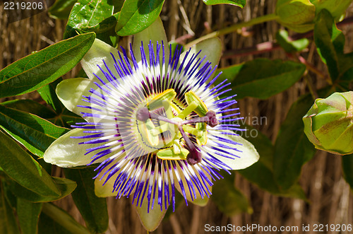 Image of Passionflower