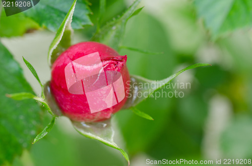 Image of Red rose about to open