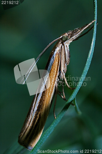 Image of  butterfly trichoptera on a green
