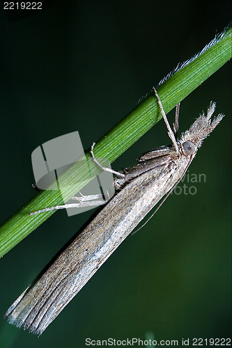 Image of  little   grey butterfly trichoptera 