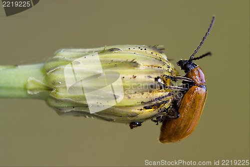 Image of  of  wild red  coccinellidae  