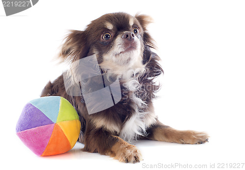 Image of chihuahua and ball