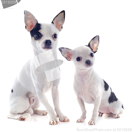 Image of puppy and adult chihuahua