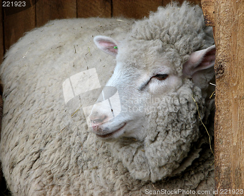 Image of Cozy sheep resting