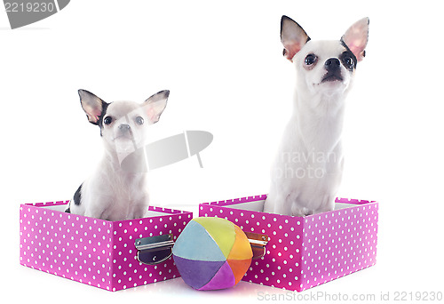 Image of two chihuahuas