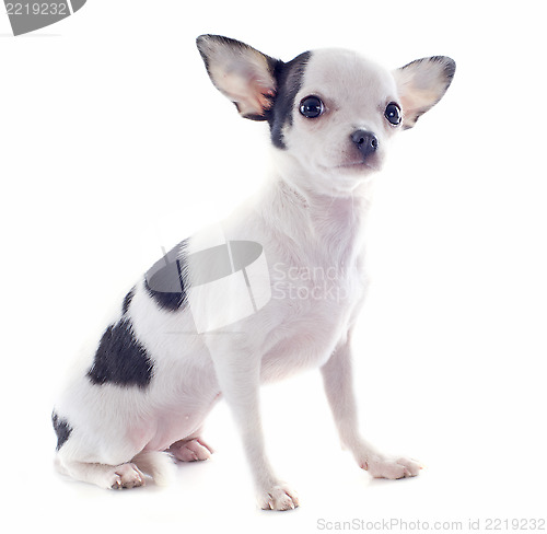 Image of puppy chihuahua