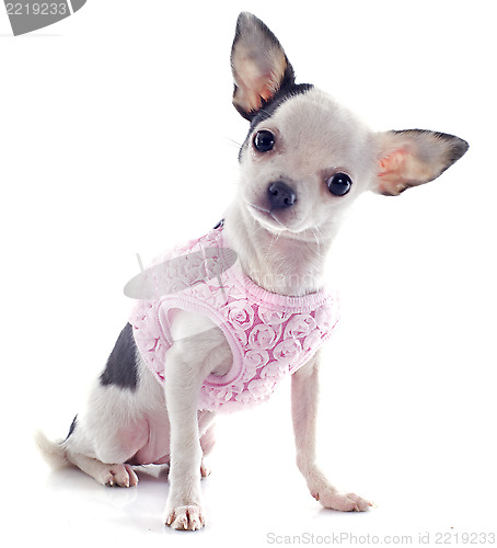 Image of puppy chihuahua