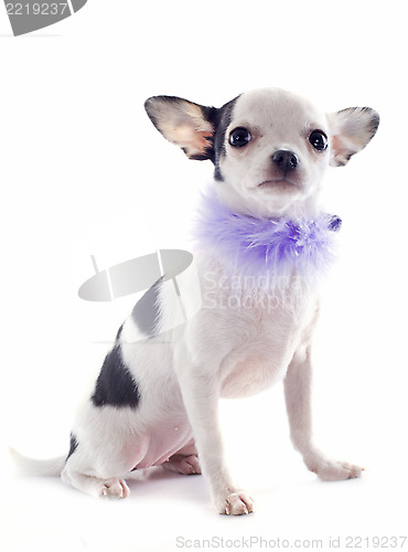 Image of puppy chihuahua