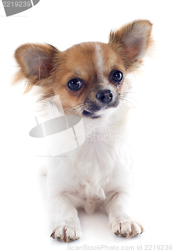 Image of puppy chihuahua