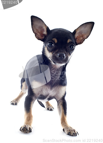 Image of puppy chihuahua