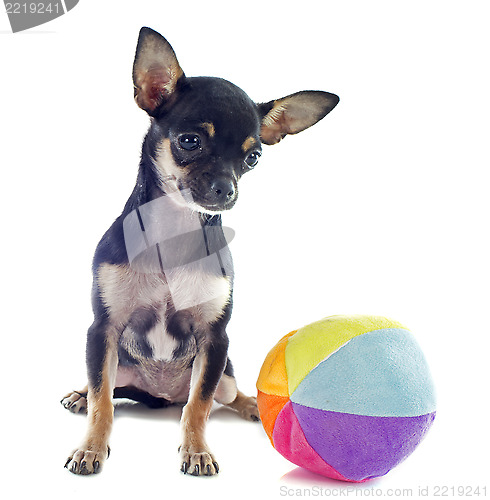 Image of puppy chihuahua and ball